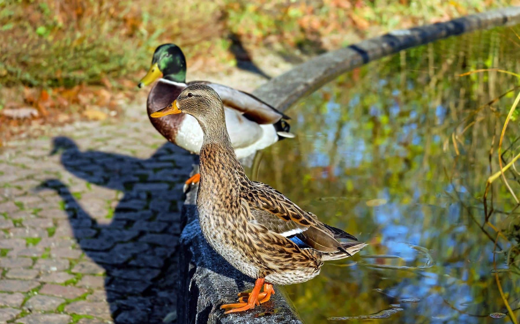 two ducks standing near a swimming pool
